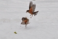 redwing, redwings, thrushes-5